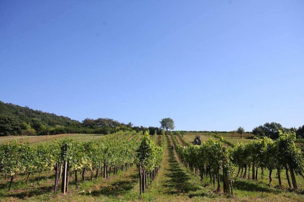 Winzerzimmer - Weingut Tinhof Eisenstadt Exterior photo